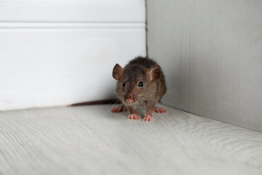 come riconoscere la presenza di topi in casa