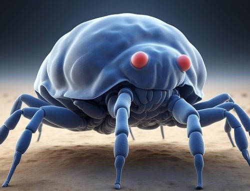 Punture da acari: come riconoscerle, alleviare il fastidio e sanificare gli ambienti