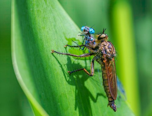 Punture di Pappataci: come riconoscerle, alleviare il prurito e prevenire le infestazioni